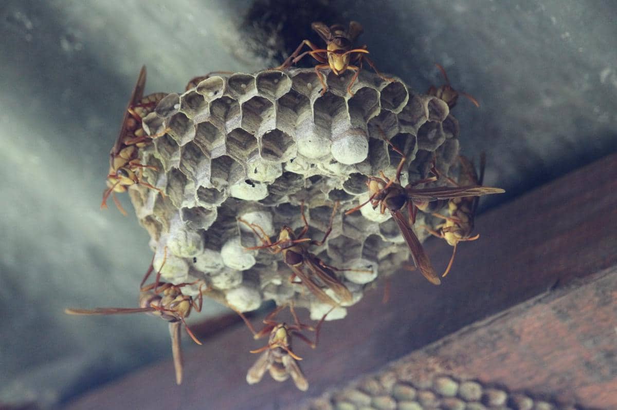 Executioner Wasp