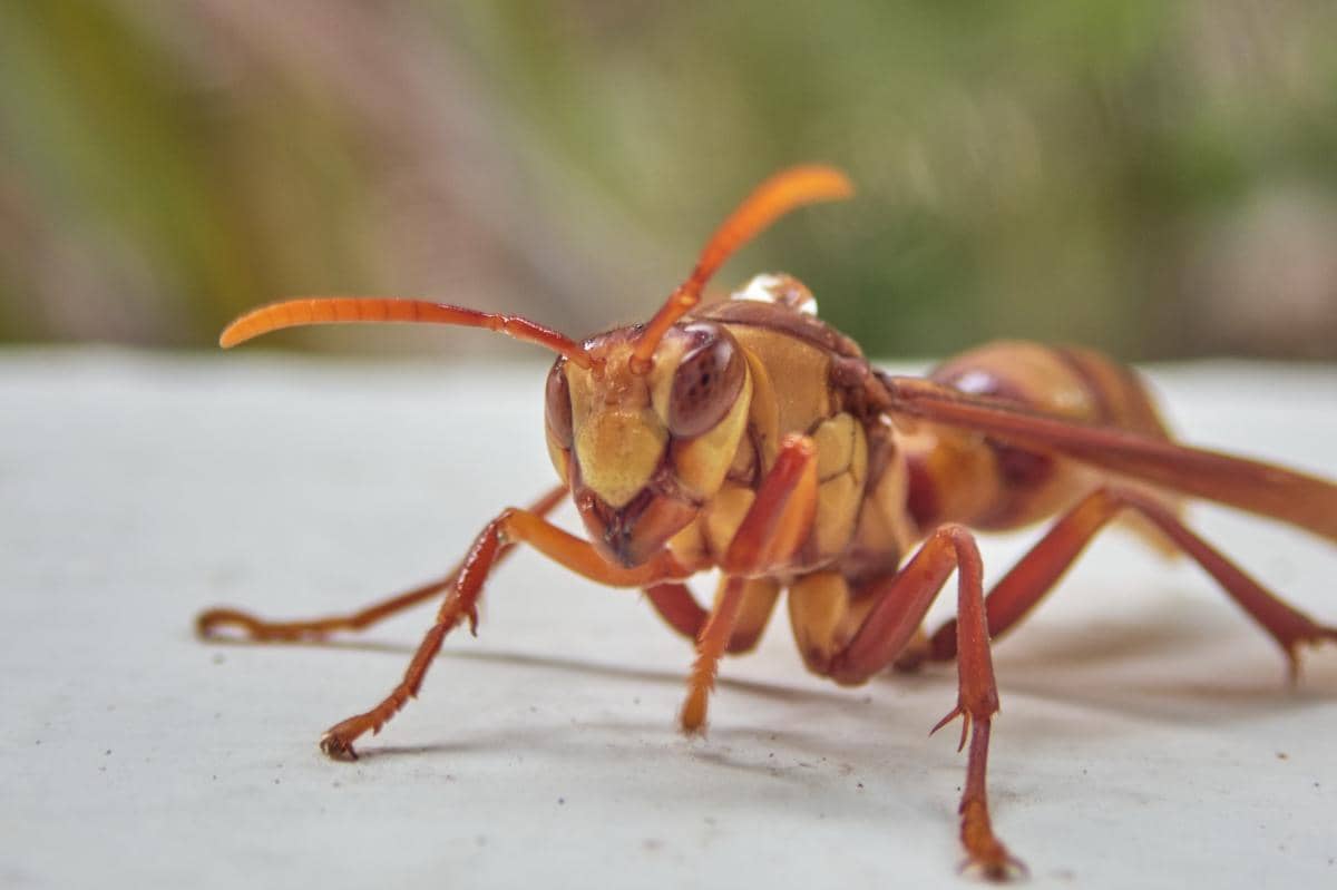 Executioner Wasp