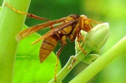 Executioner Wasp