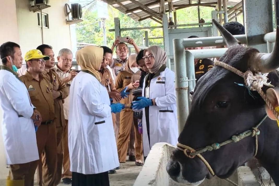 Petugas karantina melakukan pemeriksaan kesehatan sapi sebelum distribusi antardaerah. (Dok. Barantin)
