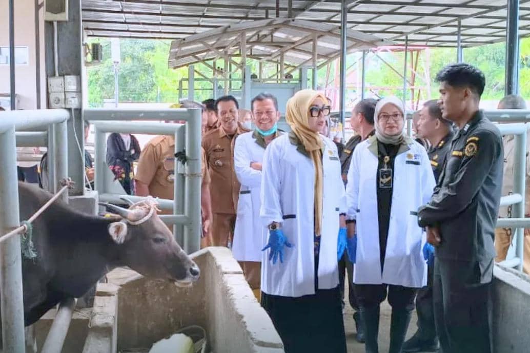 Karantina Sulsel Perketat Pemeriksaan Sapi Jelang Iduladha