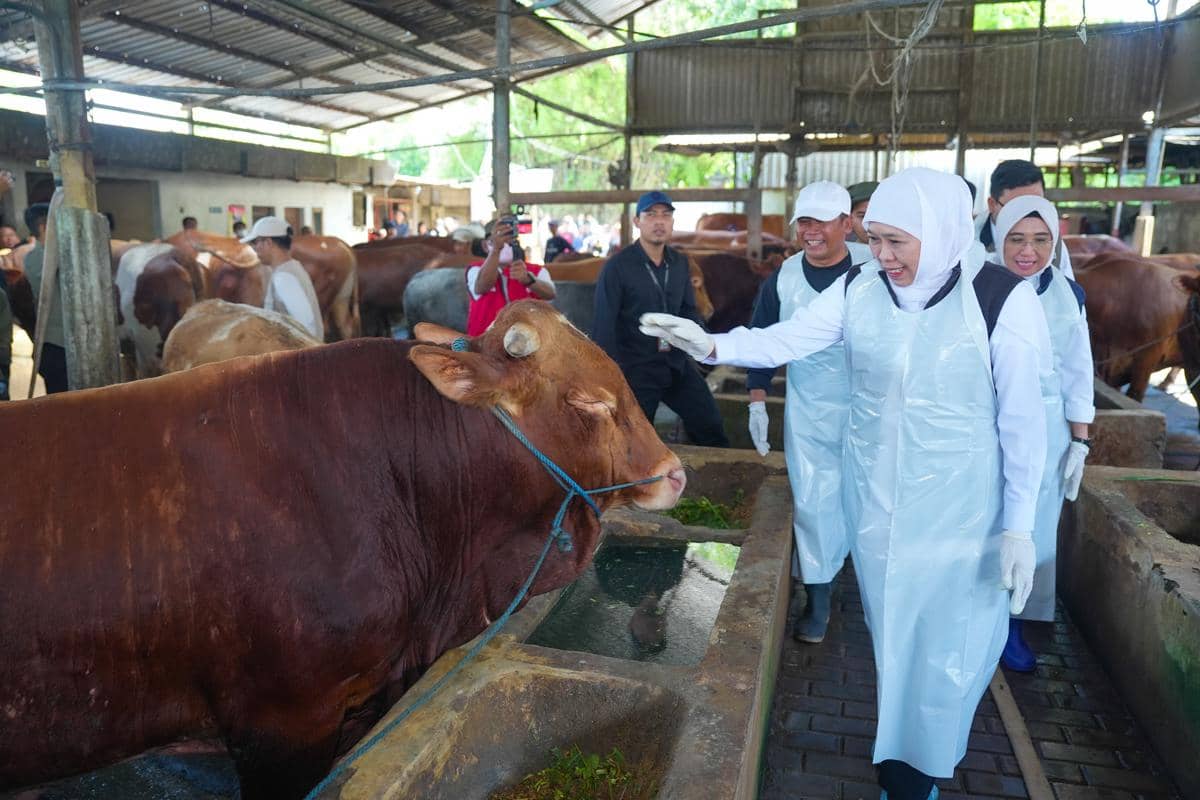 Jatim Butuh 427.060 Hewan Kurban, Khofifah Pastikan Stok Cukup