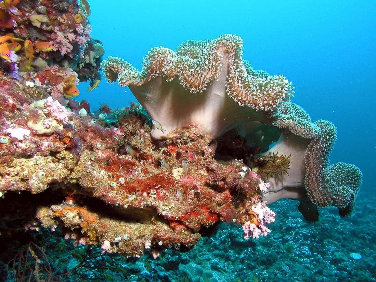Potret pemandangan bawah laut Maldives