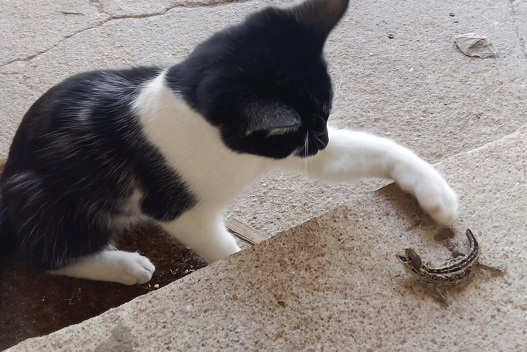 kucing