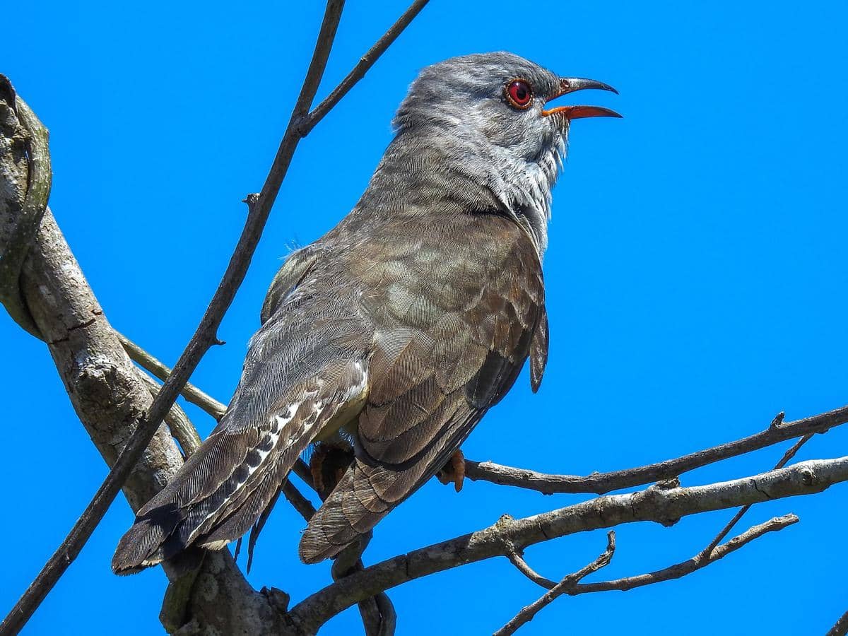 5 Fakta Wiwik Kelabu, Burung Parasit dengan Suara Khas