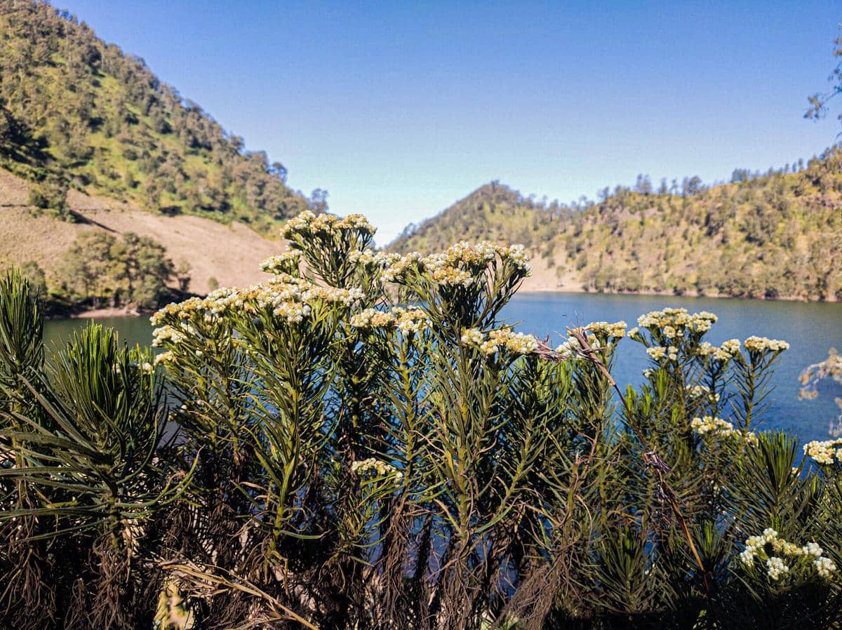 potret edelweis di Ranu Kumbolo