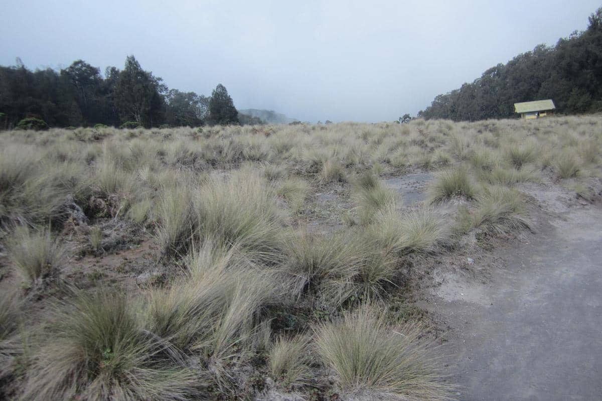 Padang rumput Kalimati dengan hamparan ilalang dan latar belakang pepohonan berkabut di bawah langit mendung.