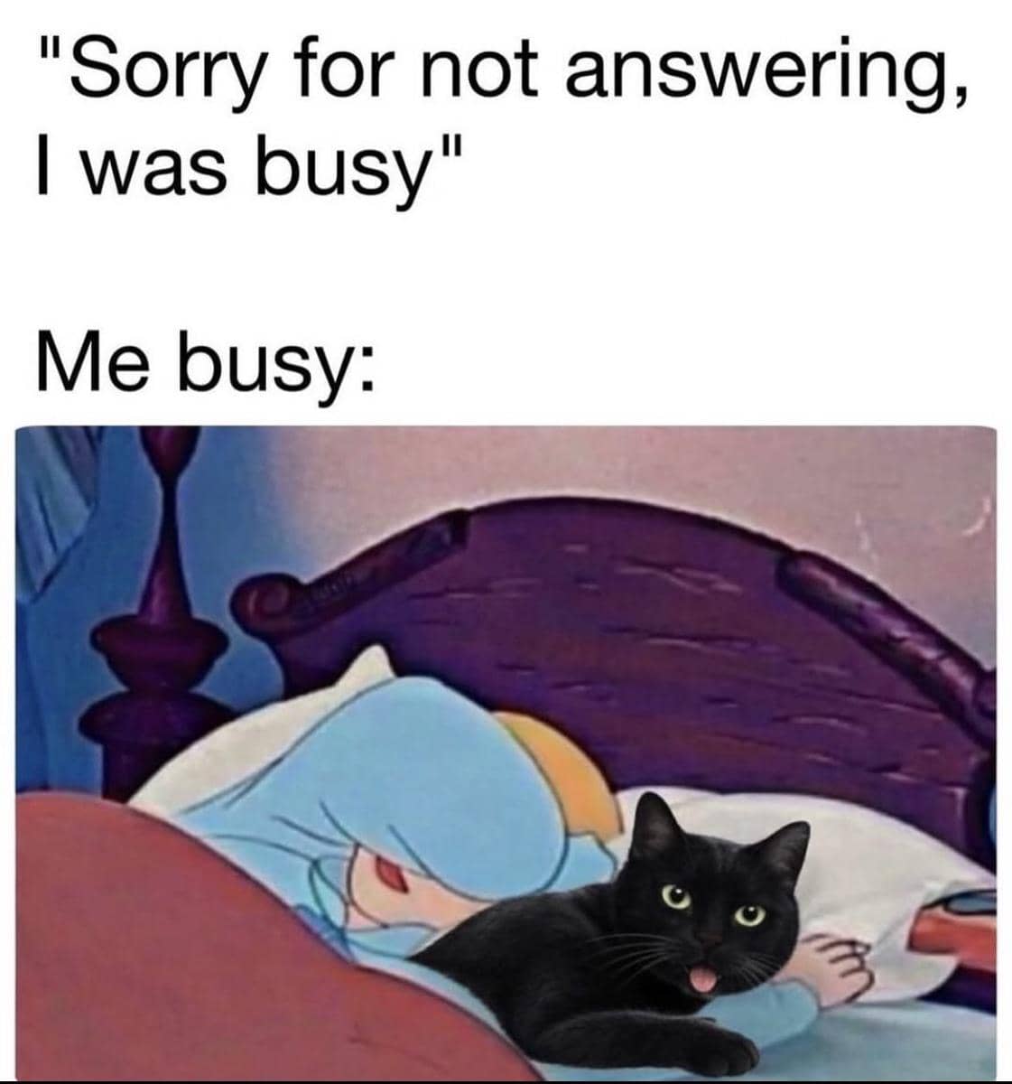 meme kucing lagi sibuk