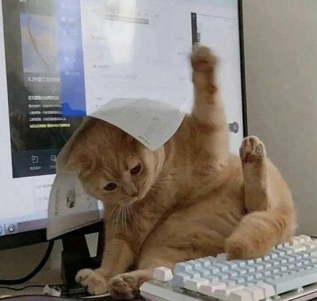 meme kucing lagi sibuk