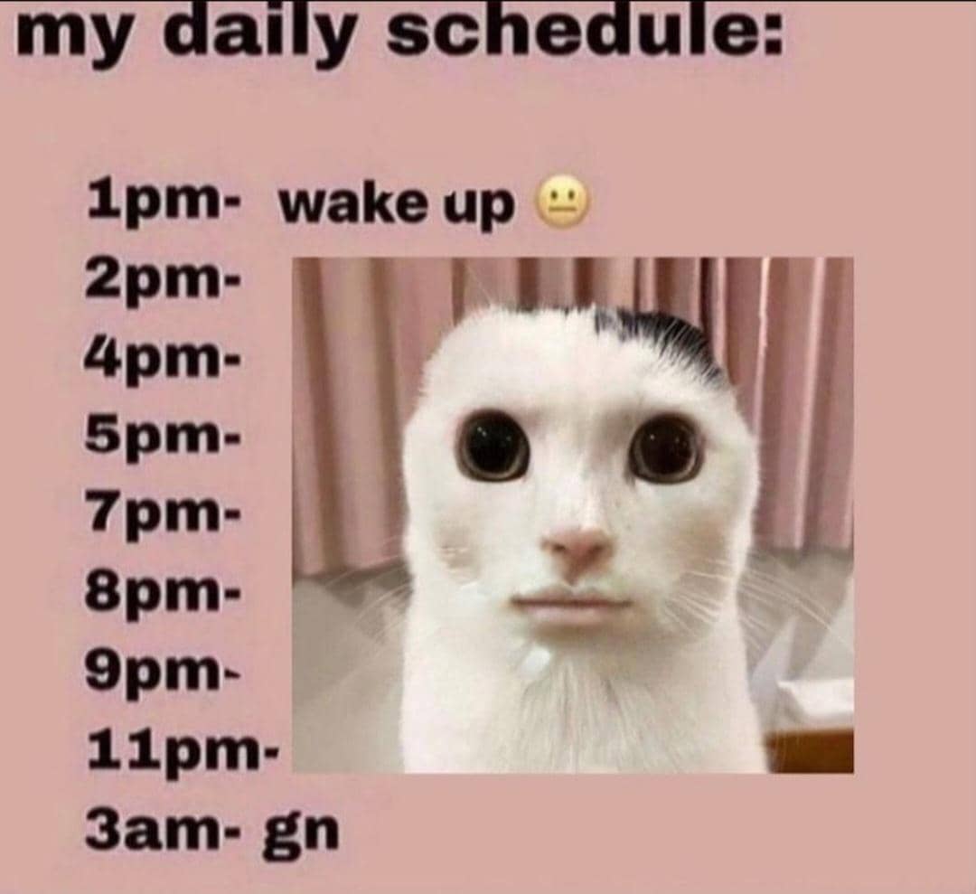meme kucing lagi sibuk