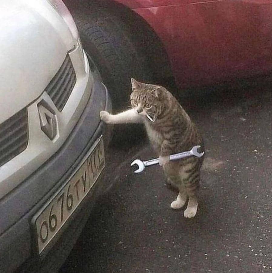 meme kucing lagi sibuk
