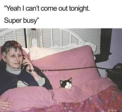 meme kucing lagi sibuk