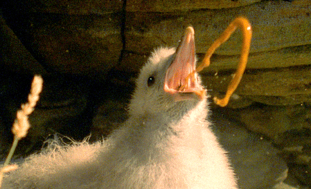 Aksi anak burung fulmar saat melindungi diri.