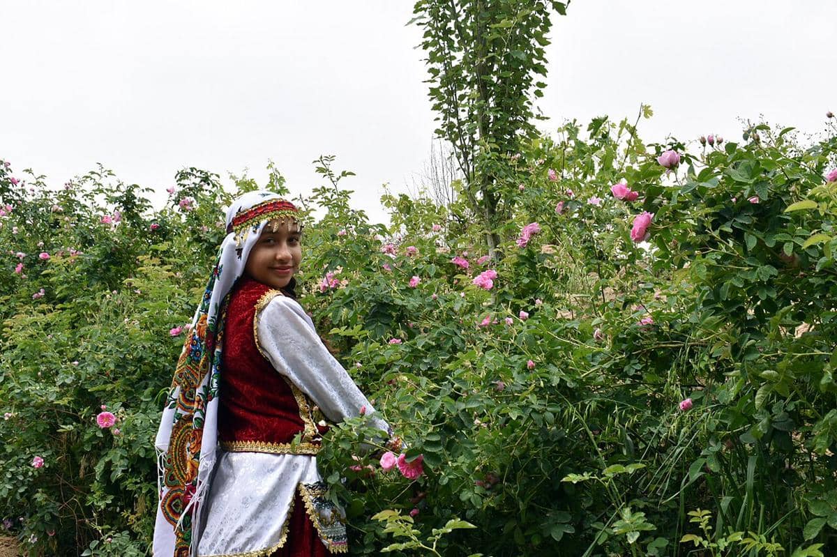 Mengenal Festival Golabgiri, Tradisi Panen Mawar di Iran yang Terkenal