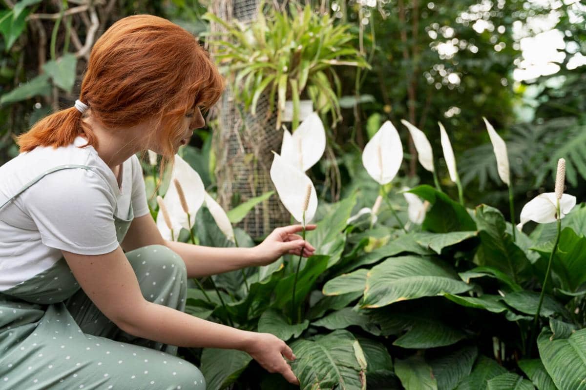 ilustrasi tanaman peace lily 