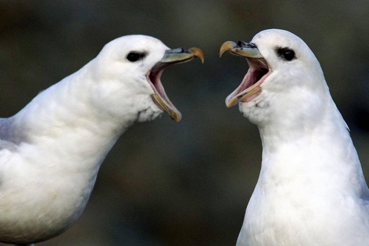 7 Fakta Unik Burung Fulmar, Benarkah Cairan Perutnya Bisa Membunuh?