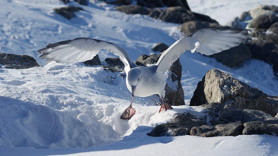 burung fulmar selatan di Antarktika
