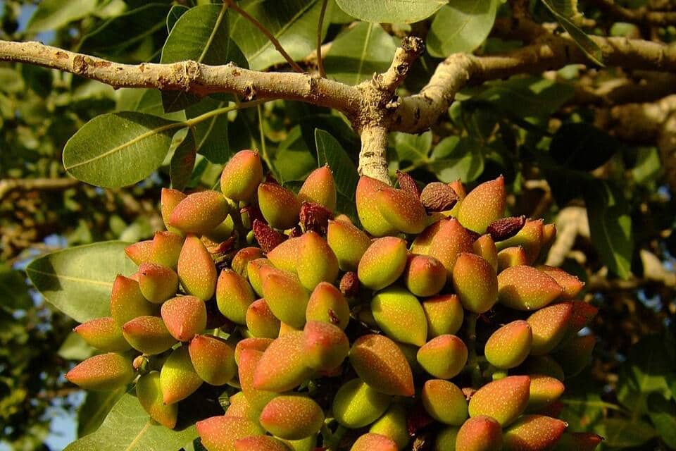 ilustrasi pistachio sebelum dipanen
