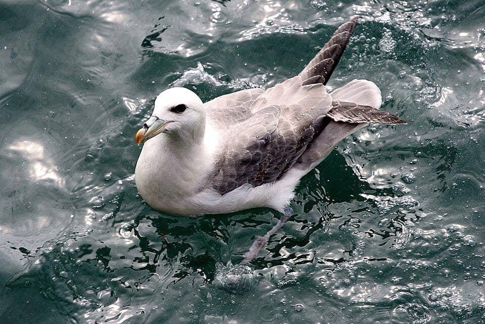 tampak dekat burung fulmar di permukaan laut