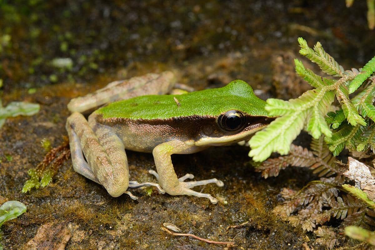 5 Fakta Unik Kongkang Racun, Katak Hijau Beracun Asli Jawa