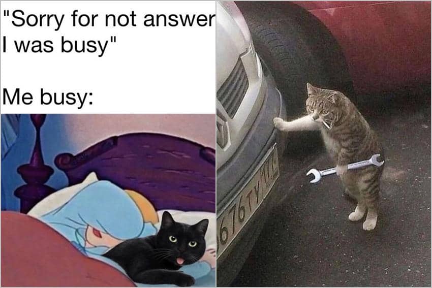 8 Meme Kucing Sibuk, Servis Mobil sampai Tidur