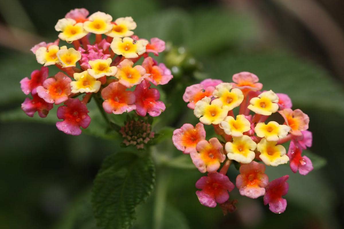 ilustrasi lantana