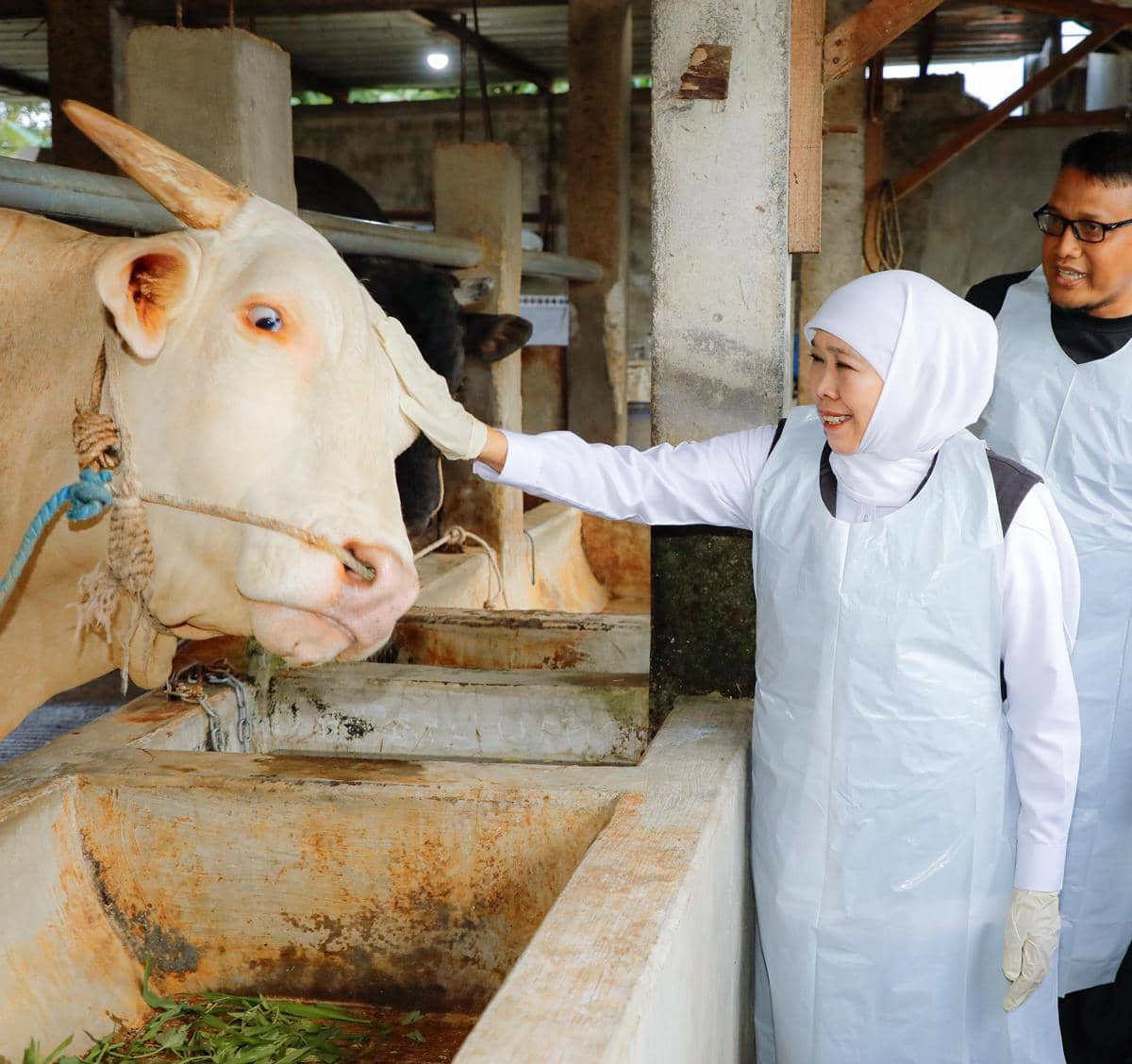 Khofifah Borong Sapi “Super Otot” buat Kurban, Jenisnya Belgian Blue
