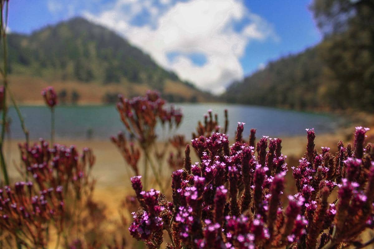 Potret flora di Ranu Kumbolo