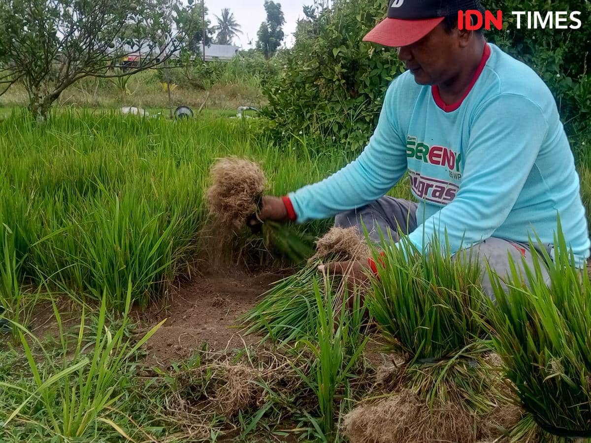 Petani di Bantul Manfaatkan Lahan Pasir untuk Produksi Bibit Padi