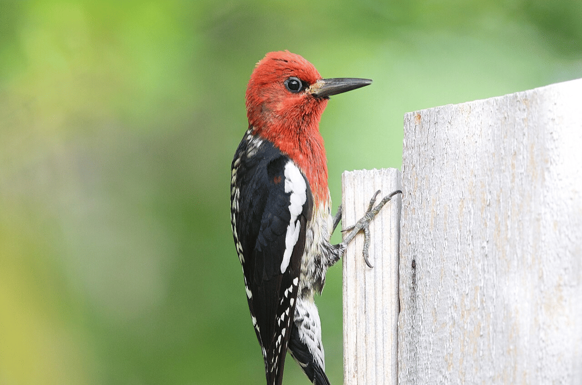 sapsucker dada merah