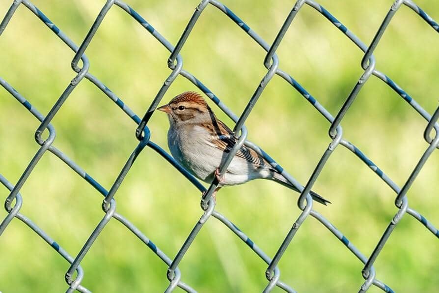 Chipping Sparrow 