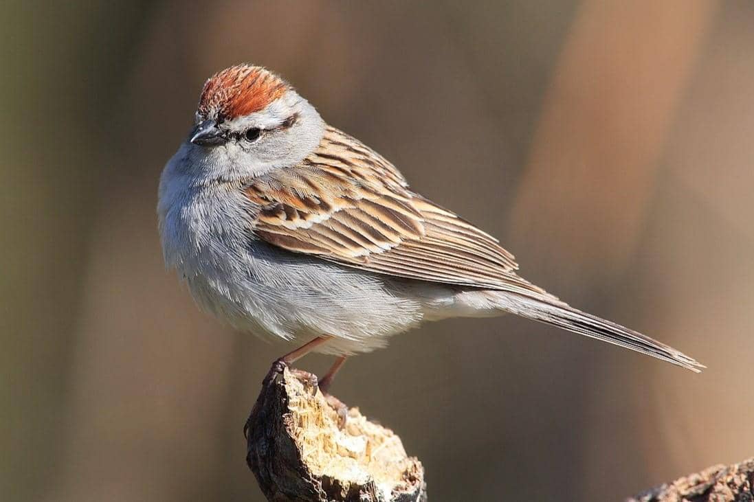 Chipping Sparrow