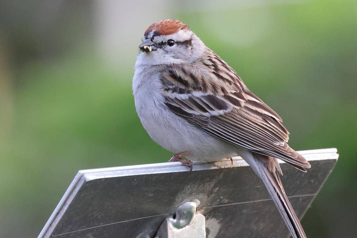 Chipping Sparrow