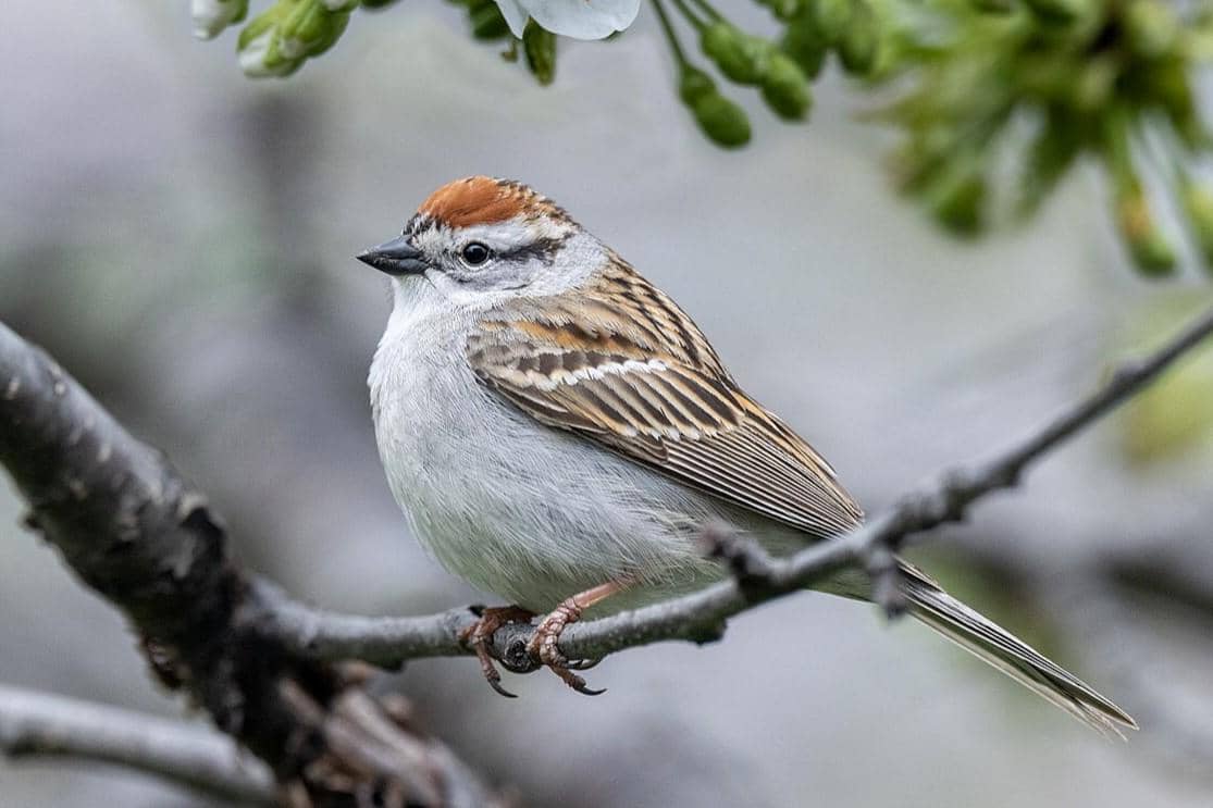5 Fakta Unik Chipping Sparrow, Mampu Makan hingga 70 Kali Berat Badannya