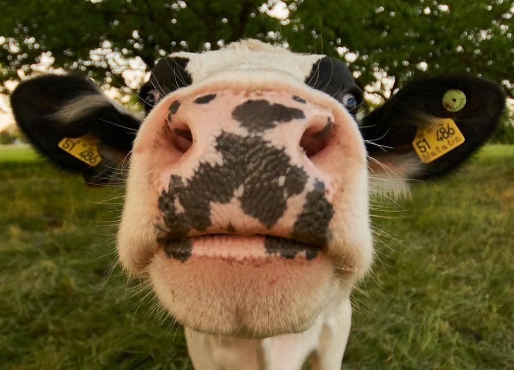 ilustrasi seekor sapi berdiri di depan kamera