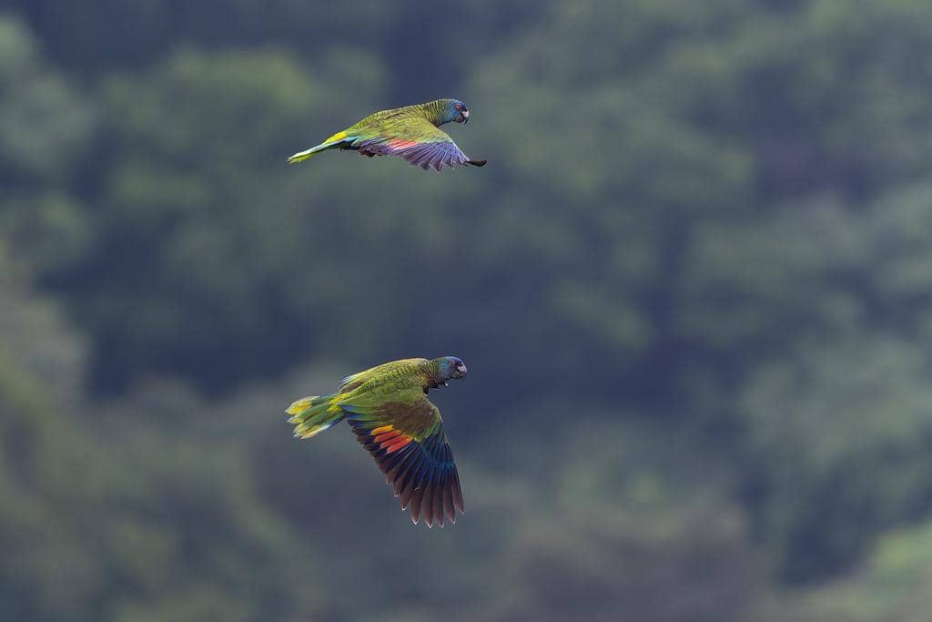 Saint Lucia parrot, salah satu satwa endemik khas pulau ini.