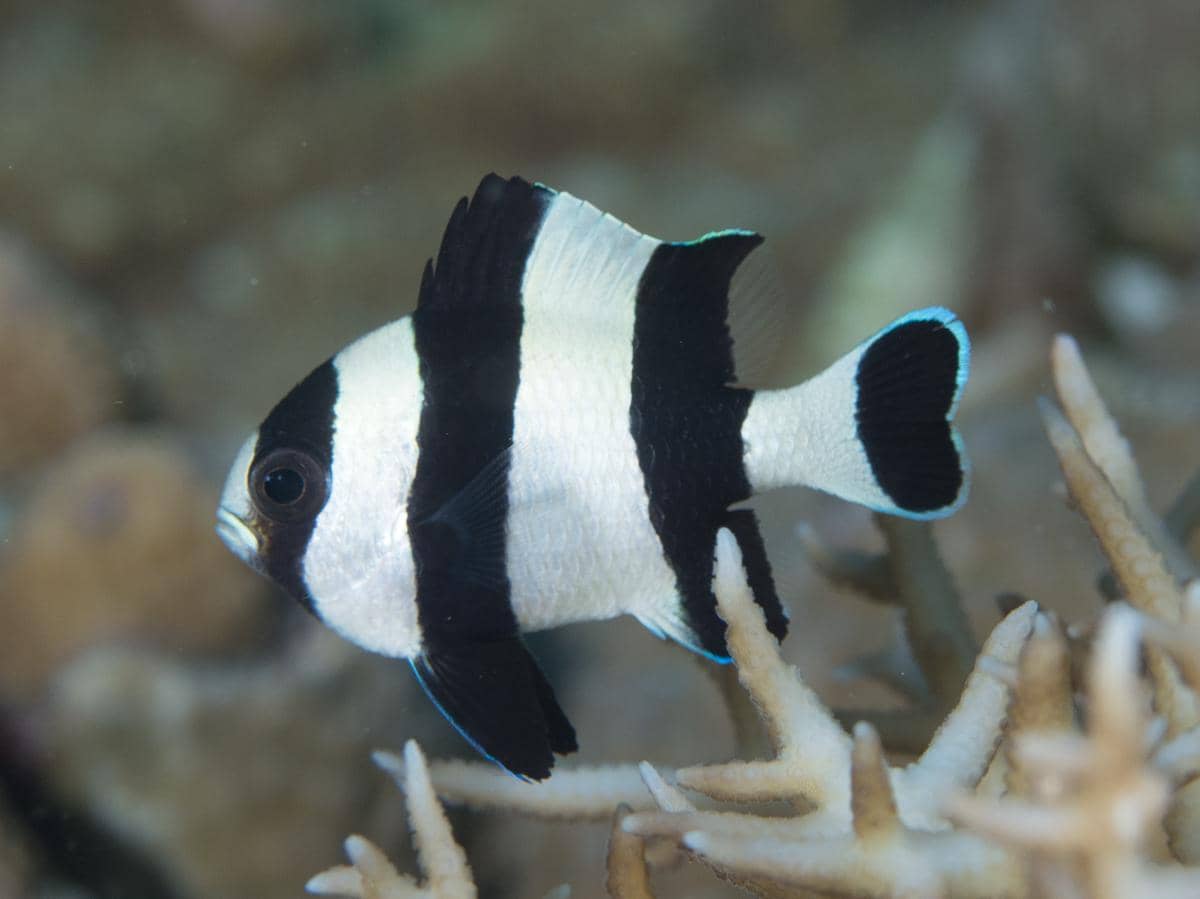 5 Ikan Bermotif Zebra, dari Penghuni Sungai hingga Terumbu Karang