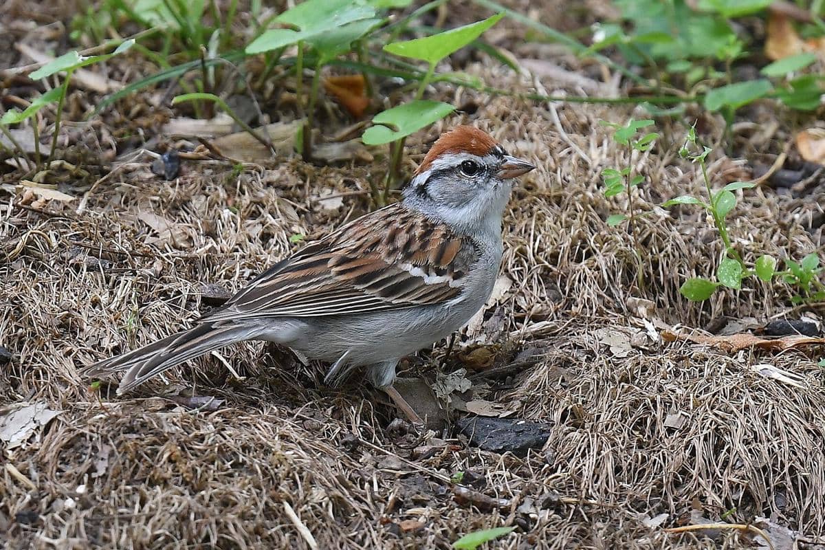 Chipping Sparrow 