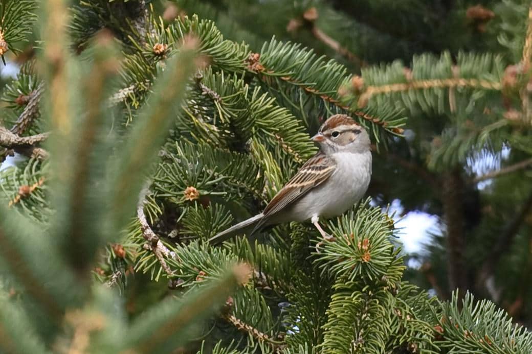 Chipping Sparrow