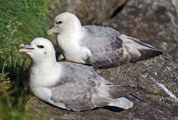 Sepasang burung fulmar sedang bersarang.