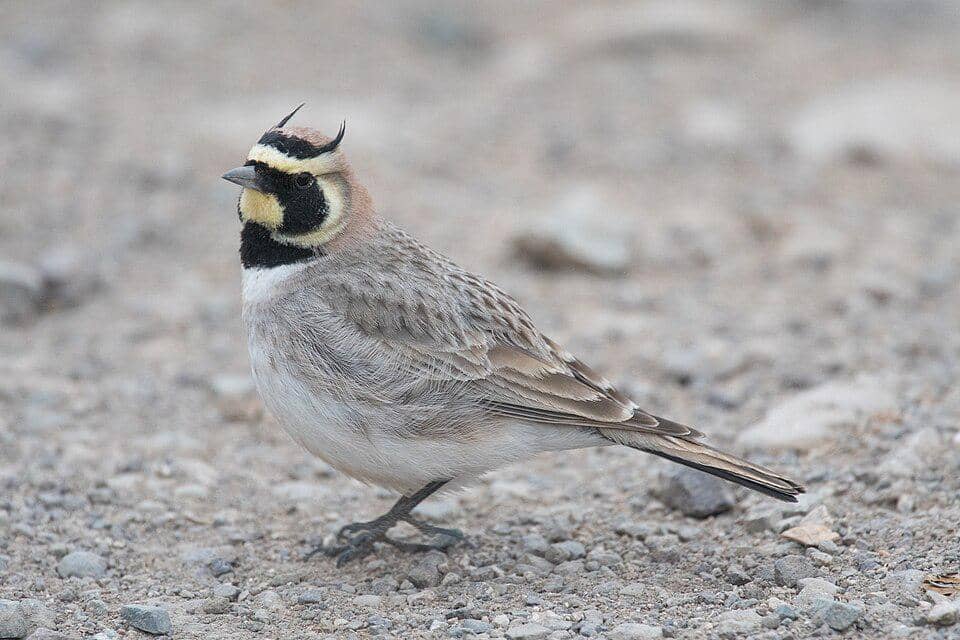 5 Fakta Horned Lark, Burung Kecil Bertanduk dengan Persebaran Luas