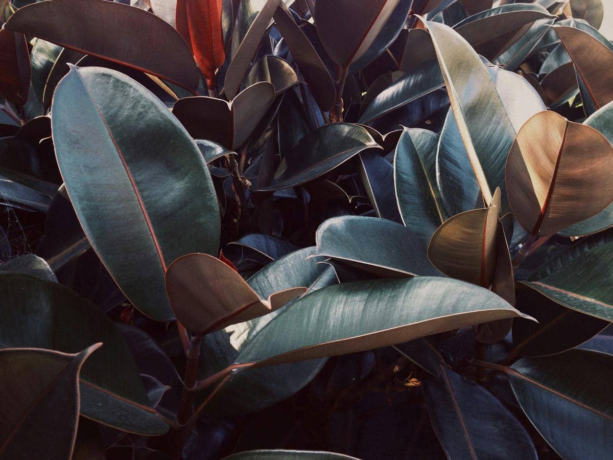 ilustrasi ficus elastica robusta