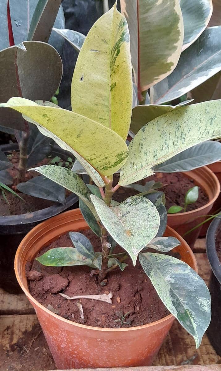 ilustrasi ficus elastica shivereana