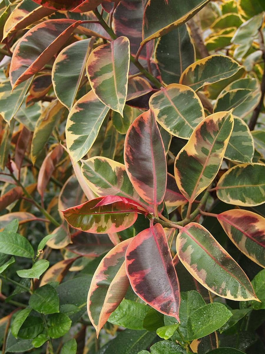 ilustrasi ficus elastica ruby