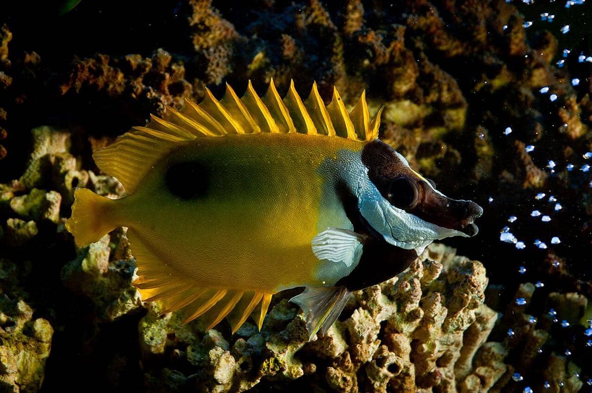ikan