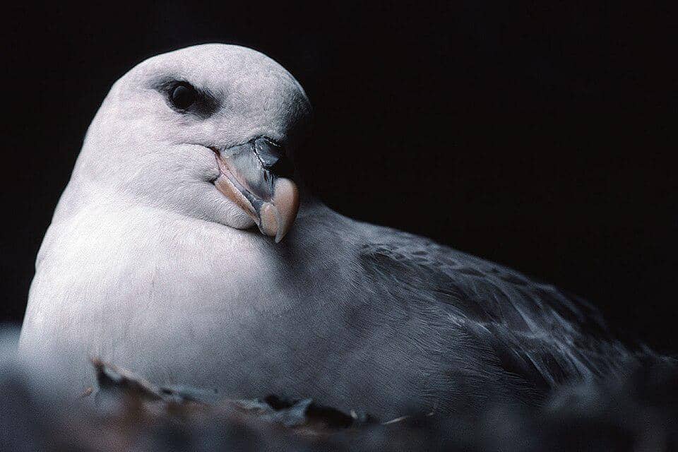tampak dekat burung fulmar