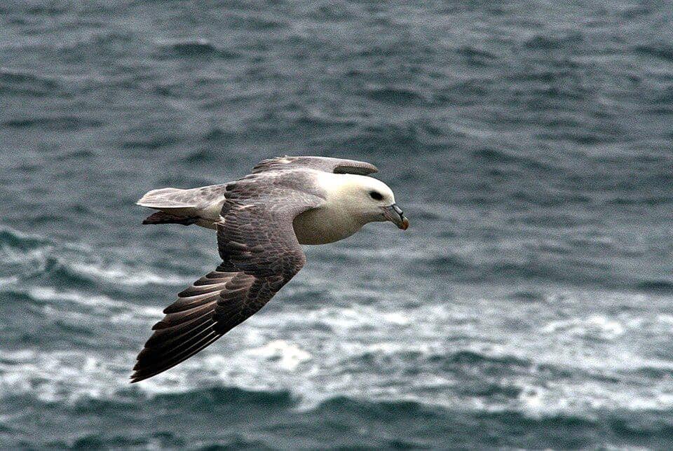 burung fulmar di udara