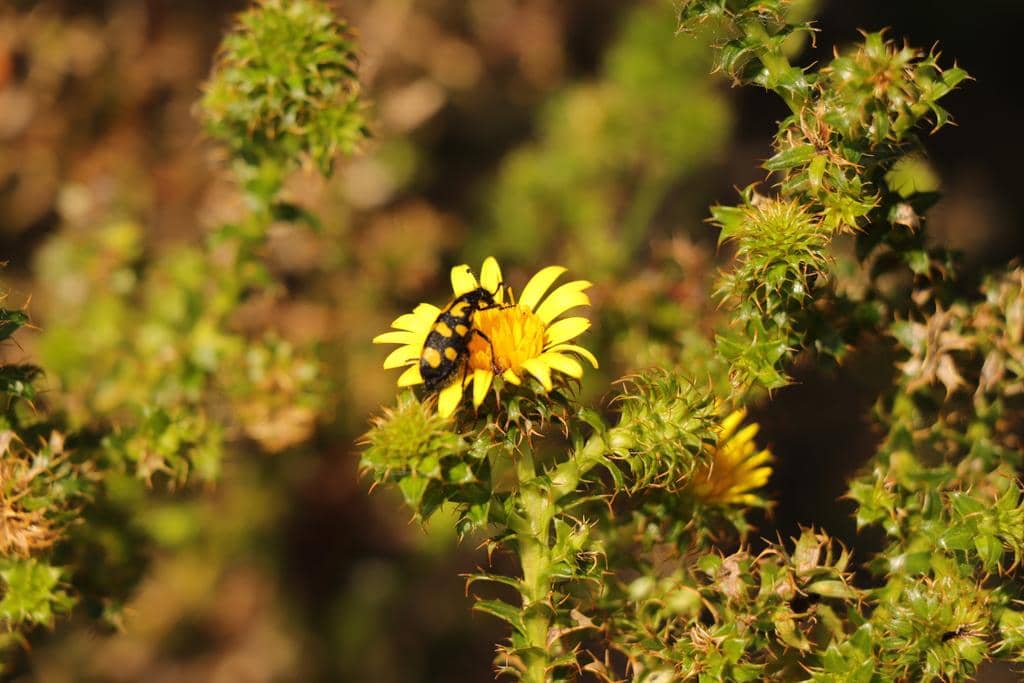 Kumbang Ceroctis capensis