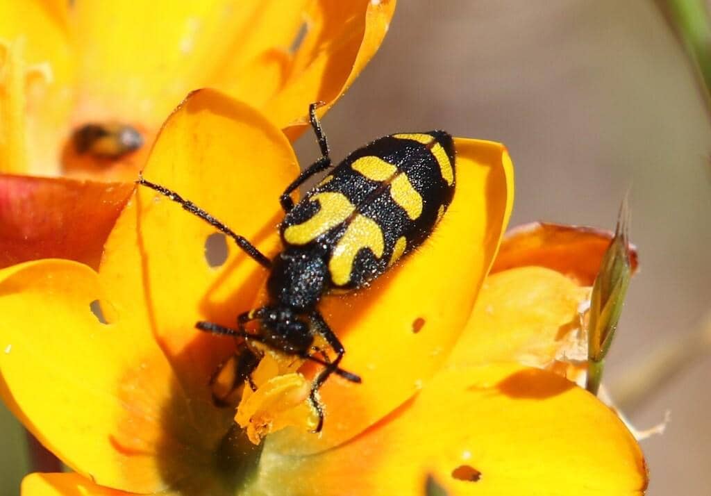 Kumbang Ceroctis capensis