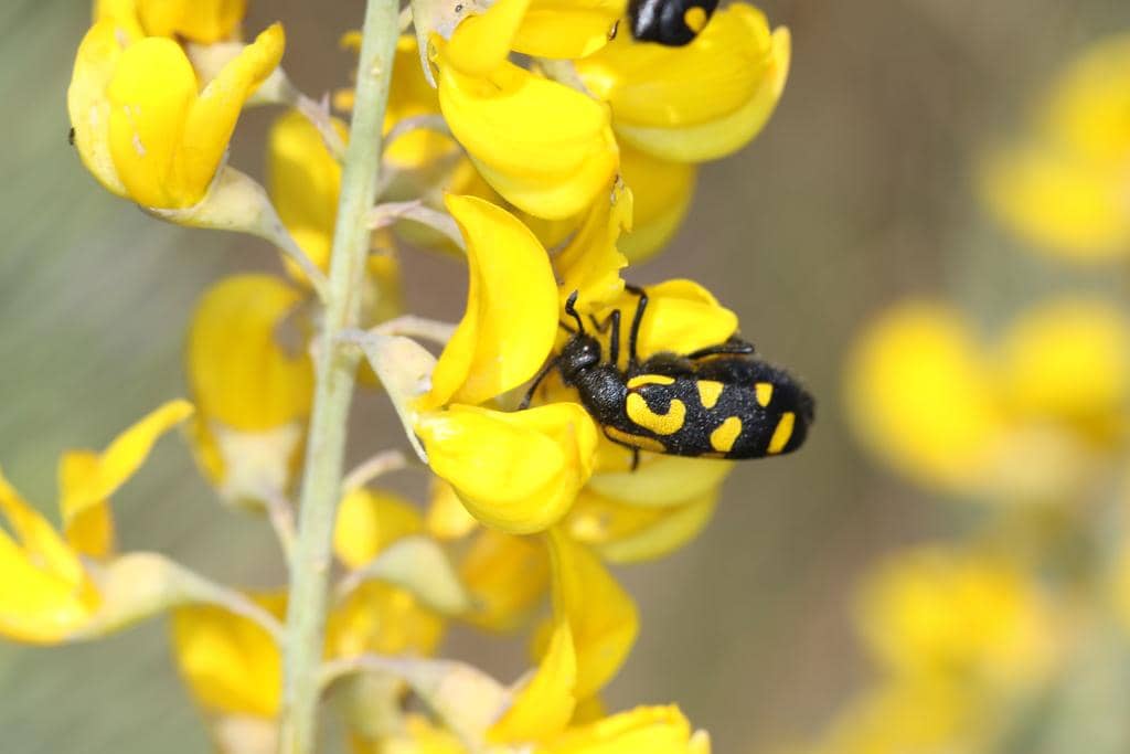 Kumbang Ceroctis capensis